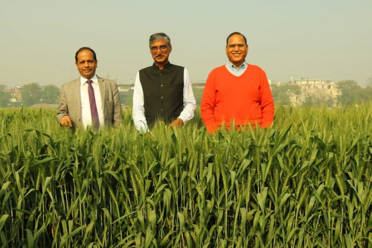 Climate-smart wheat variety developed by ICAR will  beat the heat