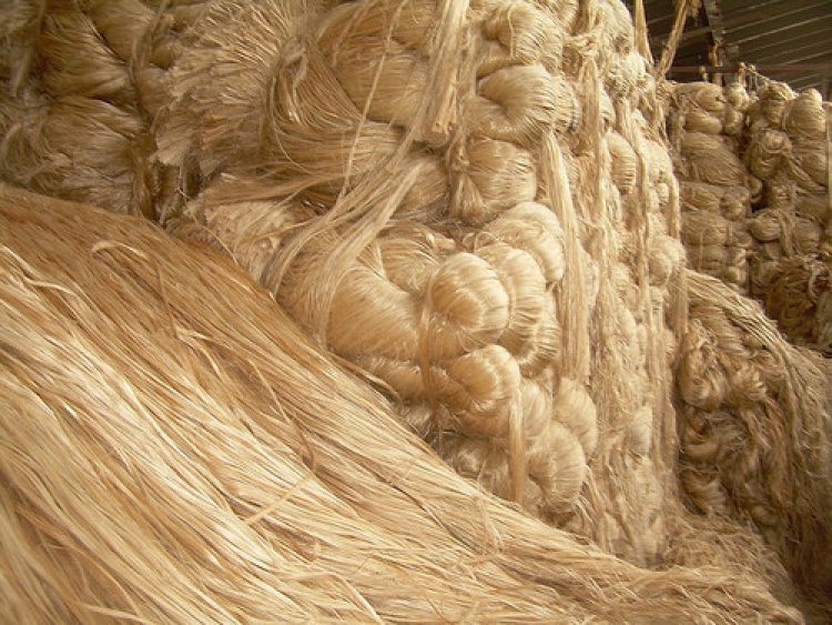 Raw jute MSP up by Rs 300 to Rs 5,050 per quintal