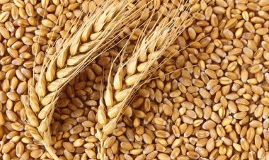 Ahead of elections, govt raises MSP for Rabi crops, MSP of wheat raised by Rs 150 a quintal to Rs 2,275