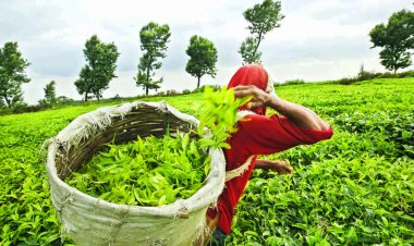 Tea companies to witness 8 pc dip in revenue on decline in exports: Report