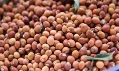 Govt to release Tur from national buffer till imported stocks arrive