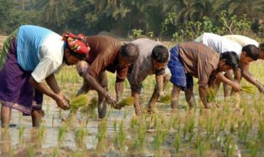 The paradox of agriculture and employment