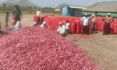 Centre directs Nafed, NCCF to buy red onion from farmers