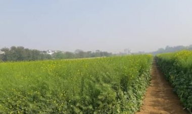 Mustard growers in a fix as prices drop below MSP
