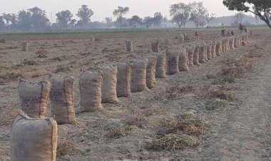 Potato goes the onion way - neither price nor buyer, farmers are upset