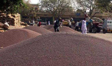 Centre issues orders for procurement of mustard, gram at MSP in Rajasthan