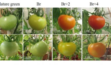 Mechanism to control ripening of fruits