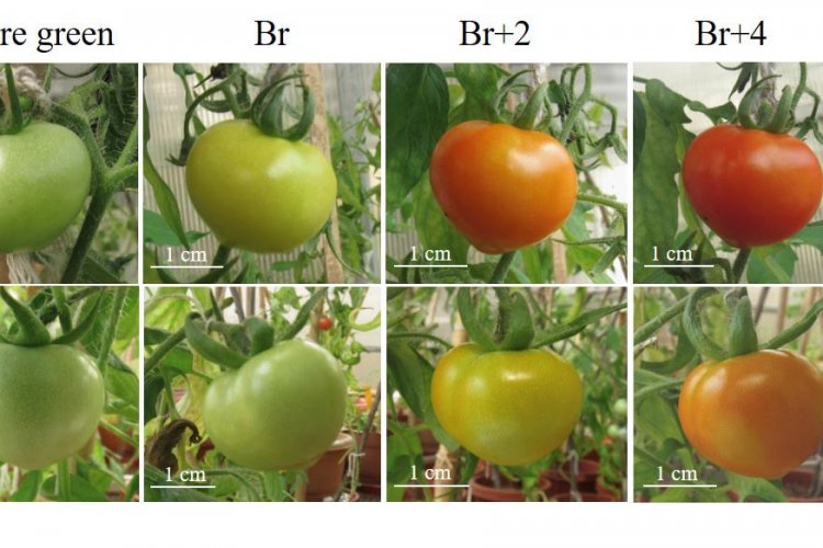 Mechanism to control ripening of fruits - Rural Voice is a bilingual ...