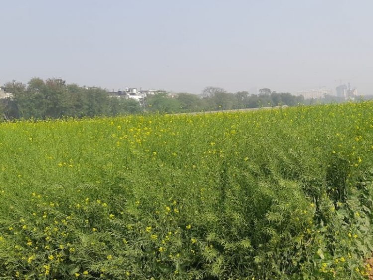 Coalition of GM-free India rakes up   mustard issue