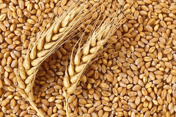 6th e-auction of wheat conducted by FCI