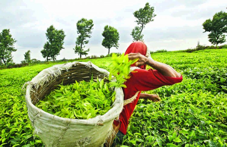 Several steps taken to boost the Indian tea industry