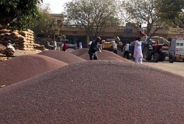 Centre issues orders for procurement of mustard, gram at MSP in Rajasthan