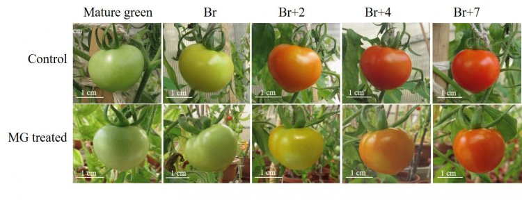 Mechanism to control ripening of fruits