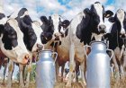 India’s Dairy Sector Remains Steady Despite West Asia Crisis, Says Government