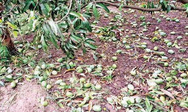 Untimely rains, hails harm 20% mango crop