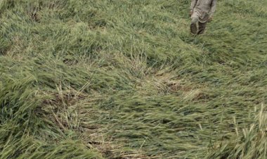 Farm loan waiver promise and election outcomes