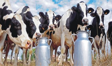 India’s Dairy Sector Remains Steady Despite West Asia Crisis, Says Government