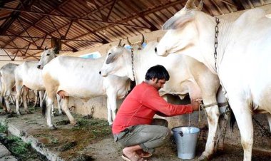 'mooMark', the first Indian pvt dairy to offer Heat Index Insurance Plan to farmers