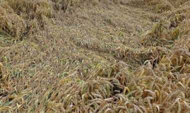 Haryana govt to speed up crop loss assessment at village level