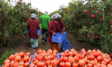 Aavishkaar Capital invests Rs 16 cr in fruits & vegetables exporters INI Farms