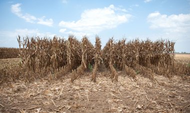 2022 fifth or sixth warmest year on record, crops hit in India: WMO