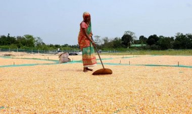 Maize selling below MSP, price down by up to Rs 600 a quintal
