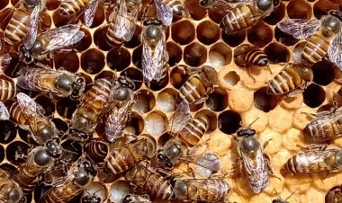 Bee keeping, a sweet revolution in the making