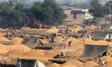 195 LMT wheat procured, surpassing 2022-23 data