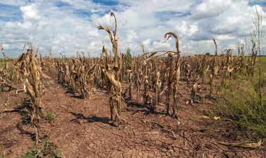 FAO prepares anticipatory actions against impending El Nino threat