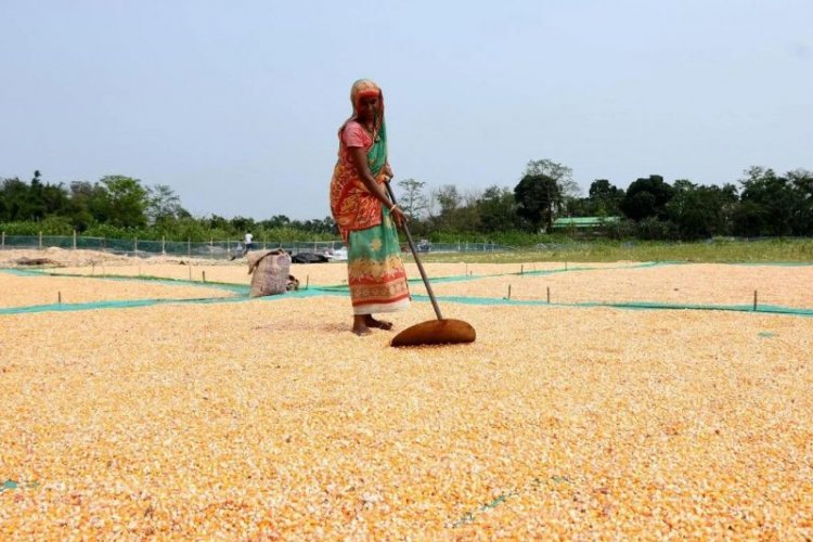 Maize selling below MSP, price down by up to Rs 600 a quintal Farmer