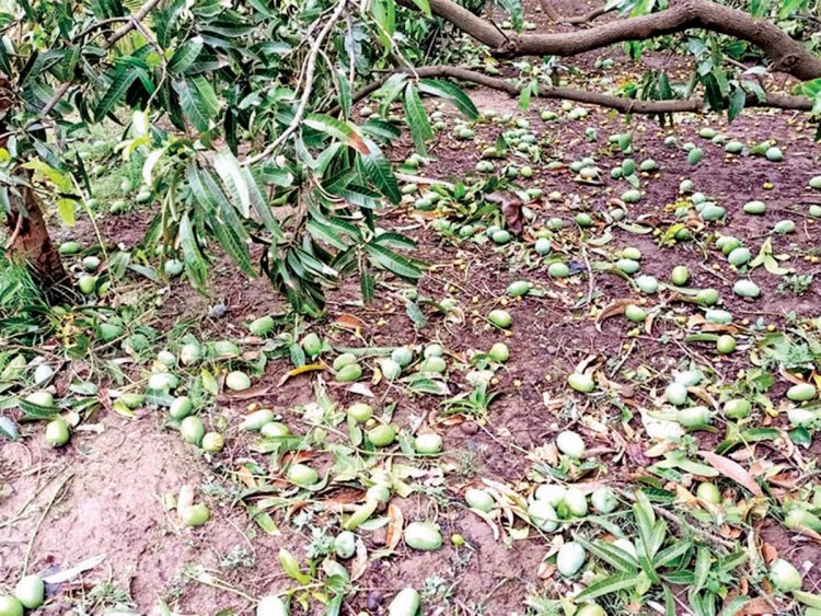 Untimely rains, hails harm 20% mango crop