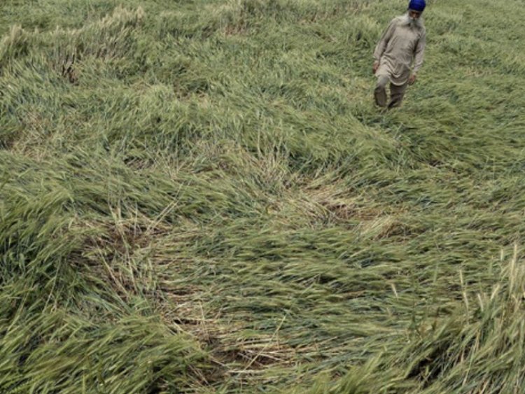 Rains dash hopes of record wheat output, may stay at last year's level