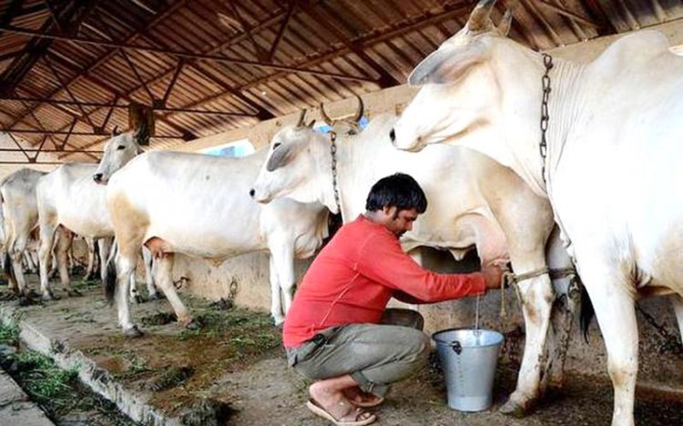 'mooMark', the first Indian pvt dairy to offer Heat Index Insurance Plan to farmers