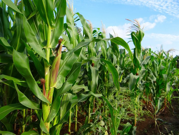Ways to grow more maize crop in summer