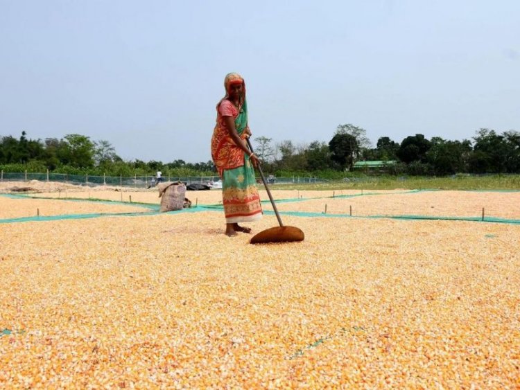 Maize selling below MSP, price down by up to Rs 600 a quintal