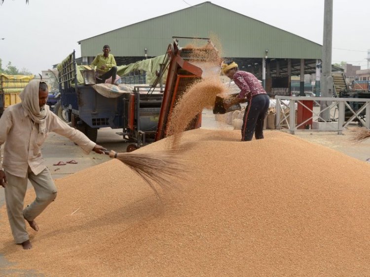 Wheat Procurement has crossed 150 lakh tonnes in the current rabi season