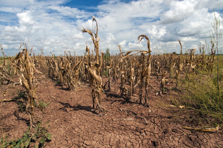 FAO prepares anticipatory actions against impending El Nino threat