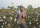 India May Extend Duty-Free Cotton Imports, Raising Concerns Over Farmers’ Interests and Self-Reliance