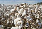 India's Cotton Output Falls 17% in Five Years; Raw Cotton Imports Jump Over 80%