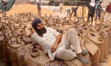 Punjab, Haryana save govt: procurement of wheat to cross 250 LT averting crisis