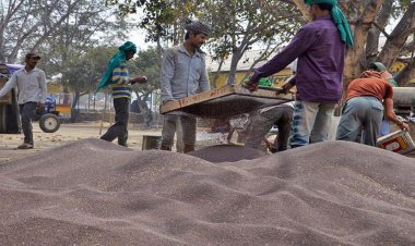 Farmers suffer as mustard price fall below MSP due to low price import of edible oils