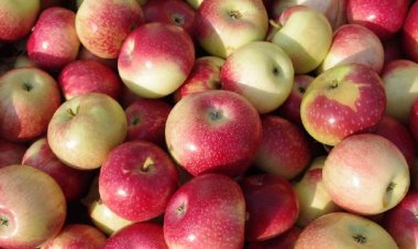 Relief to Gardeners: No import of cheap apples, minimum import price Rs 50/kg