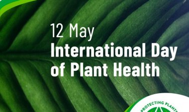 Plant Health and Global Food Security