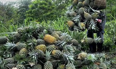 Tripura Queen Pineapple among NE products to get GI tag