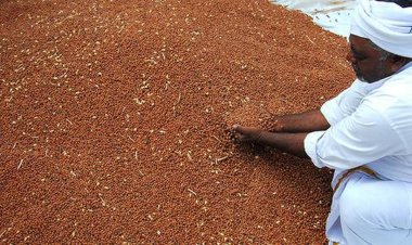 Nafed buys 19.47 lakh tonnes of gram