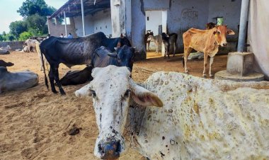 Lumpy Skin Disease back in 4 states, may get worse if no vax