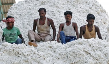 Cotton paradox: Less output, but lowest price in two yrs