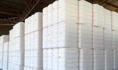 High cotton prices may impact exports in 2022-23