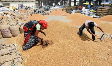 Three BJP-ruled states become challenge for the Centre in wheat procurement
