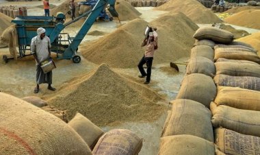 Govt procures over 650 LT kharif paddy, maximum procurement in Punjab and Chhattisgarh
